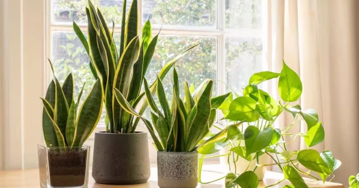 How to Grow Snake Plant in India — Complete Care Guide