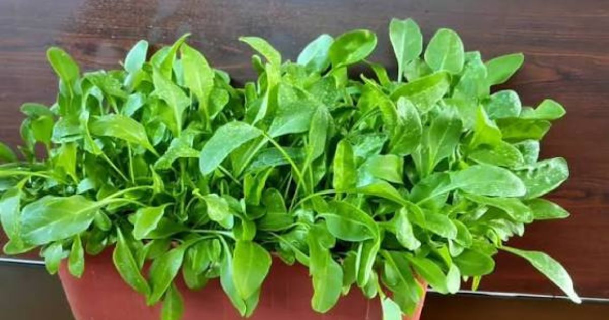 How to Grow Spinach (Palak) on Your Balcony in India