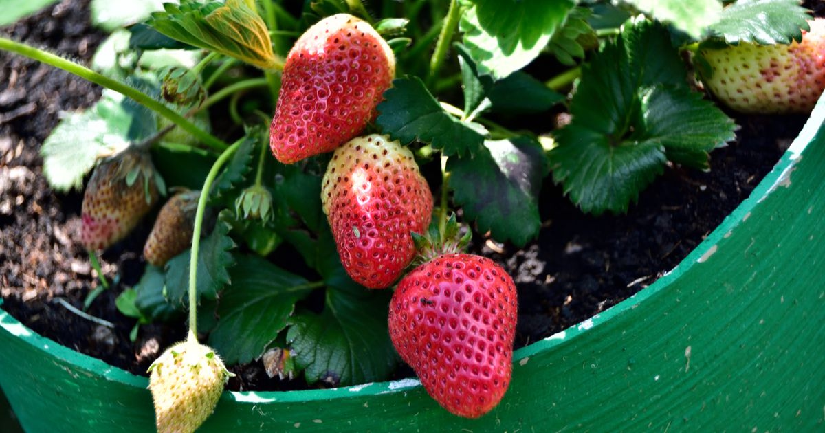 How to Grow Strawberries in Pots in India â Complete Guide