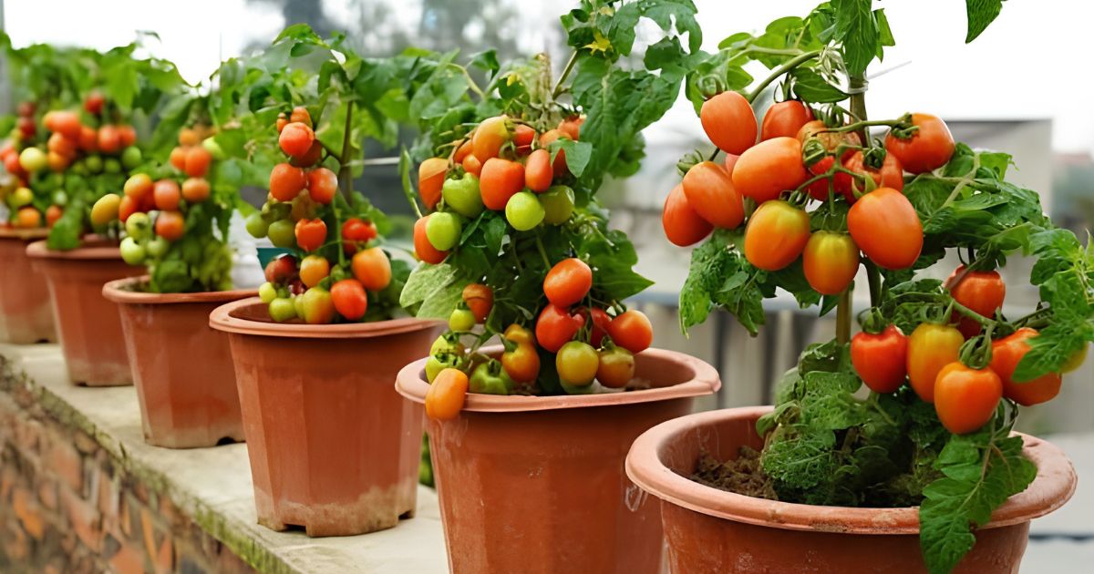 How to Grow Tomatoes in Pots in India — Complete Guide