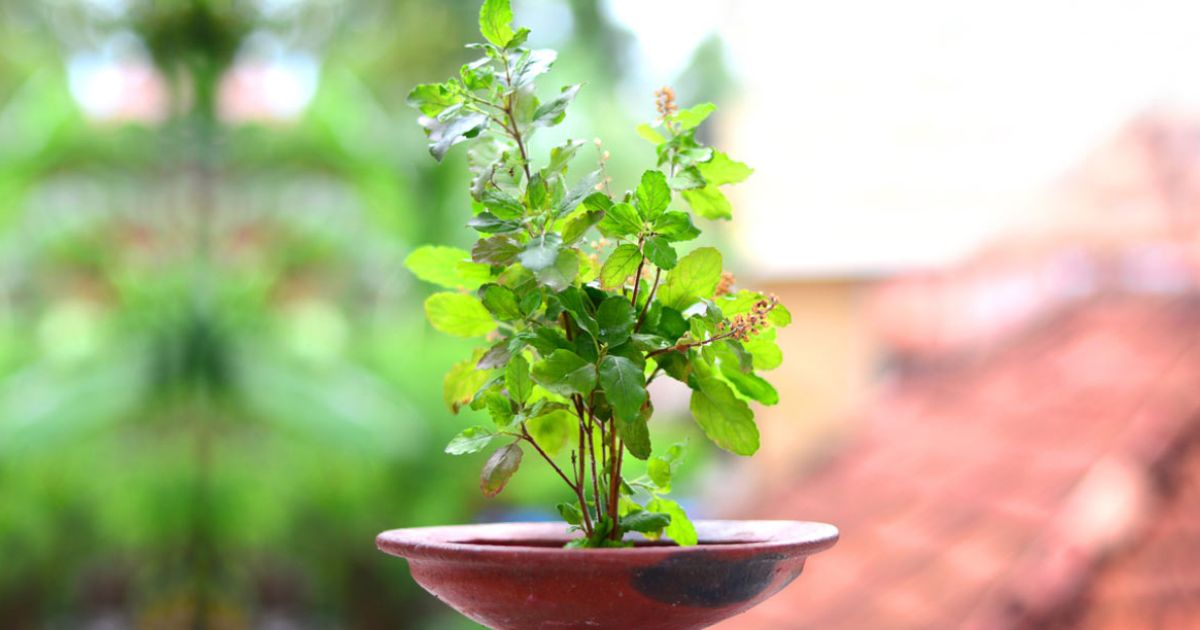 How to Grow Tulsi (Holy Basil) at Home — Complete Indian Guide