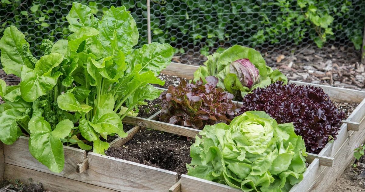 How to Grow Vegetables on Your Balcony During Indian Monsoon
