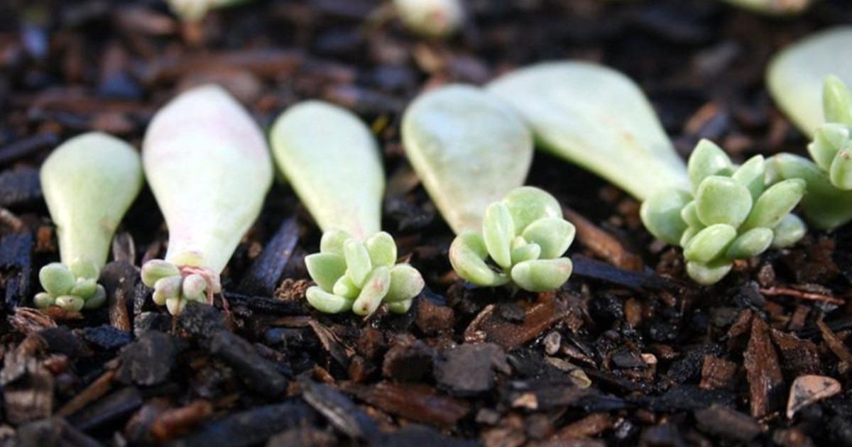 How to Propagate Succulents in India â Complete Guide