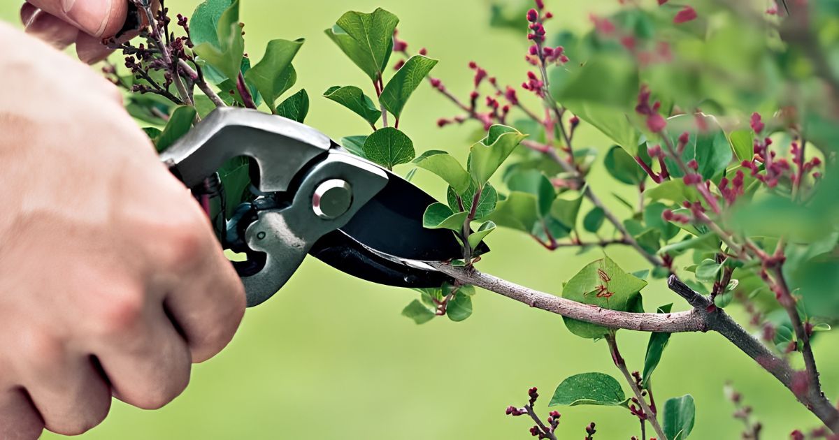 How to Prune Flowering Plants in India — Complete Seasonal Guide