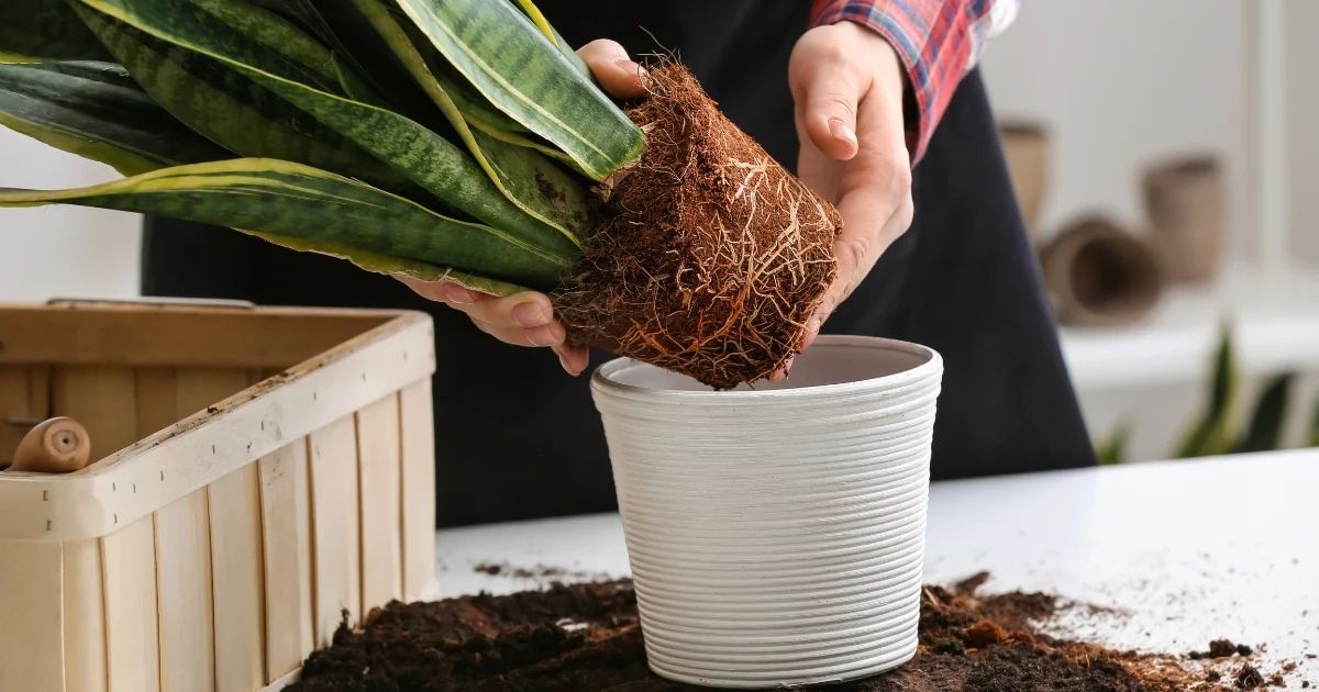How and When to Repot Balcony Plants in India — Complete Guide