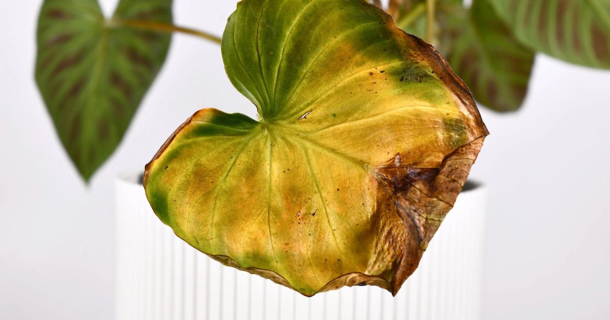How to Save Overwatered Plants in India — Step by Step Guide