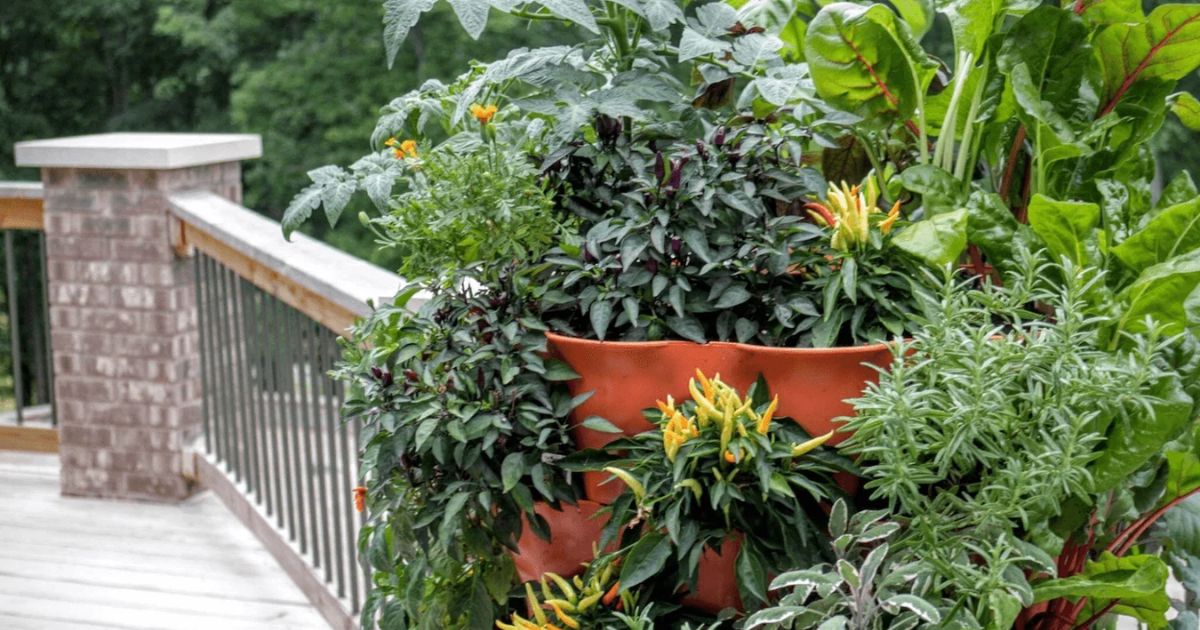 How to Start a Balcony Garden in India — Complete Beginners Guide