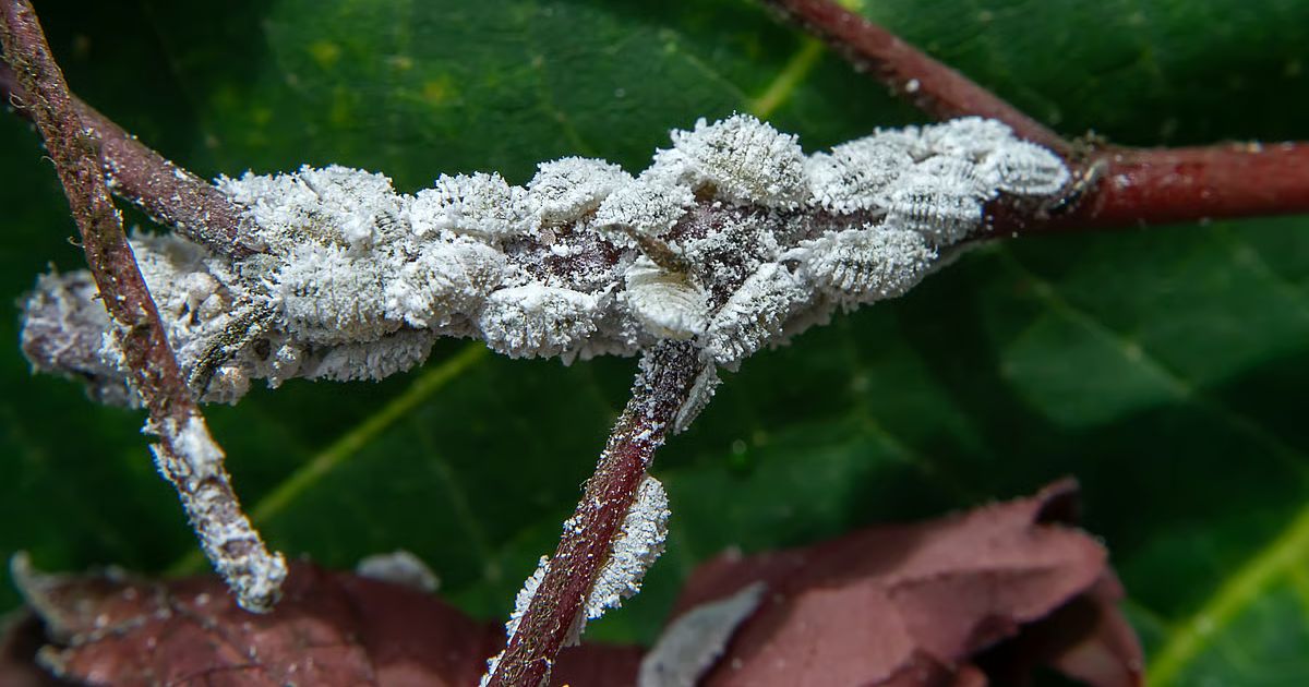 Mealybug Treatment for Indian Balcony Plants — Complete Guide
