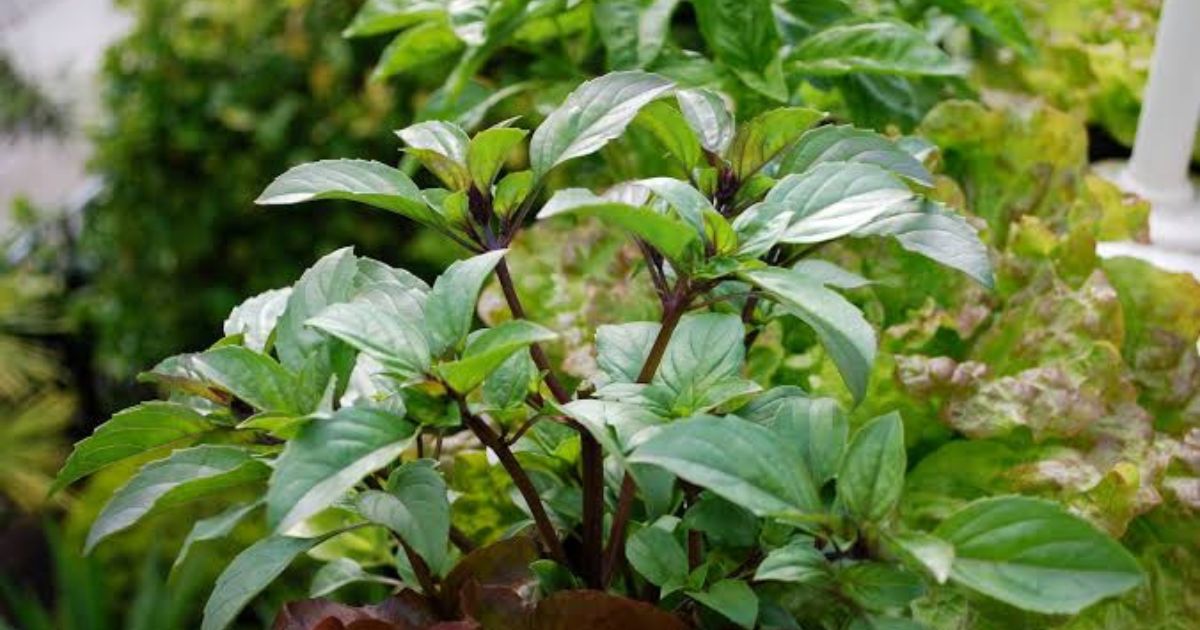 Natural Pest Control for Indian Balcony Plants â Complete Guide