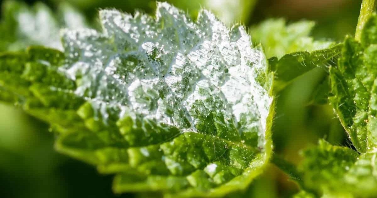 Powdery Mildew Treatment for Indian Balcony Plants