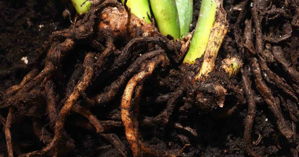 Root Rot Treatment for Balcony Plants in India â Complete Guide