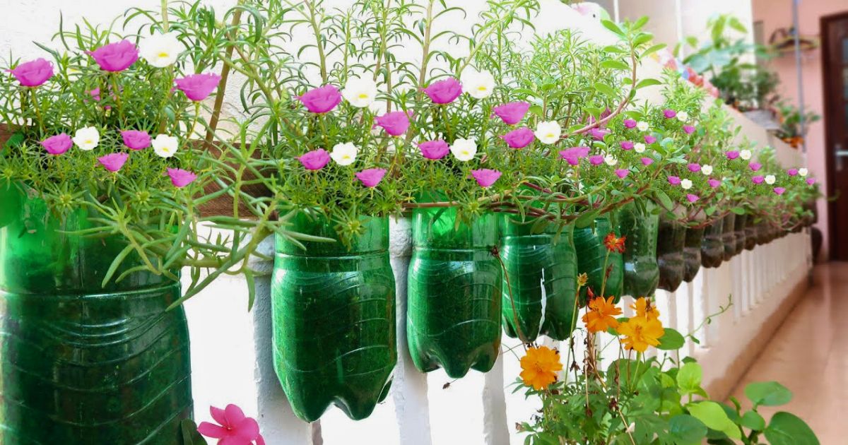 Vertical Garden Ideas for Small Indian Balconies — Complete Guide