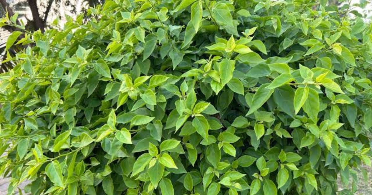 Why Your Plants Are Not Blooming in India — 7 Causes and Solutions