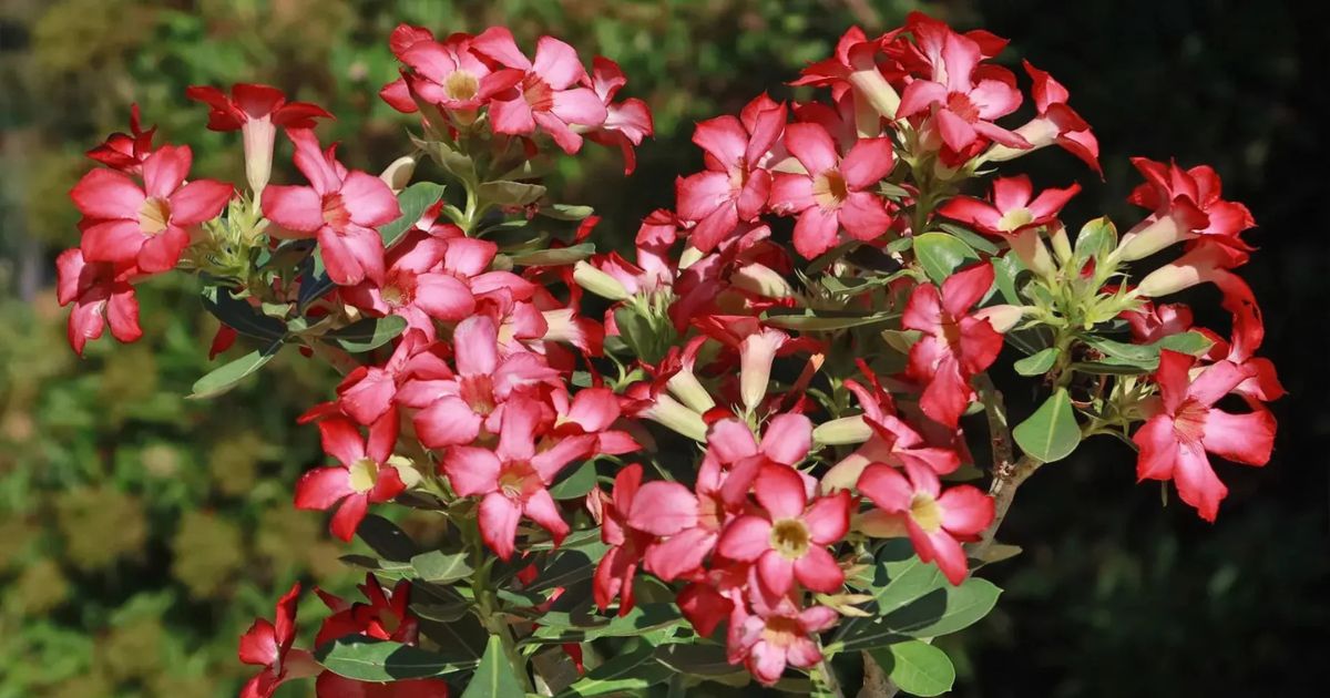 Adenium (Desert Rose) plant India