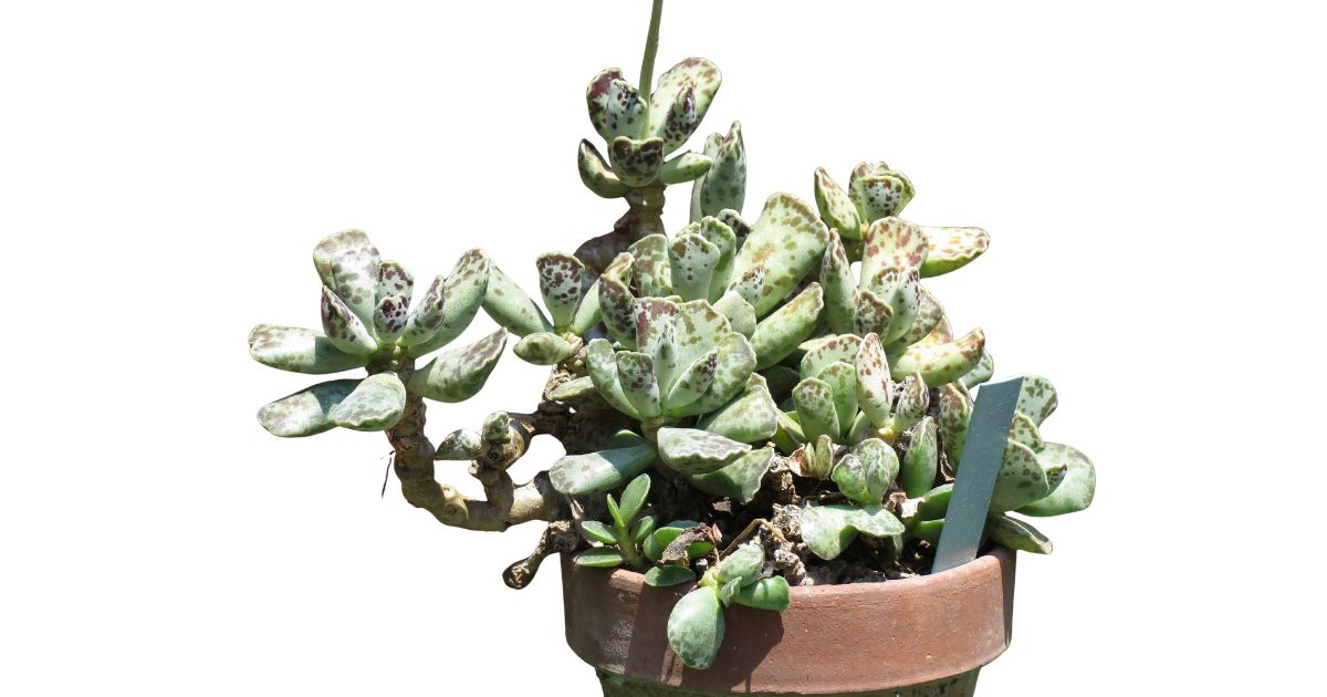 Adromischus plant India