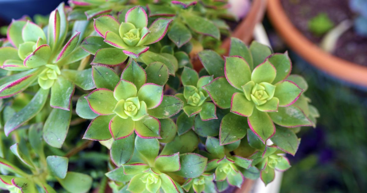 Aeonium plant India