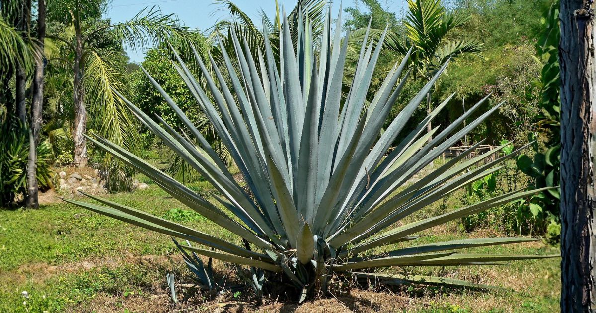 Agave plant India