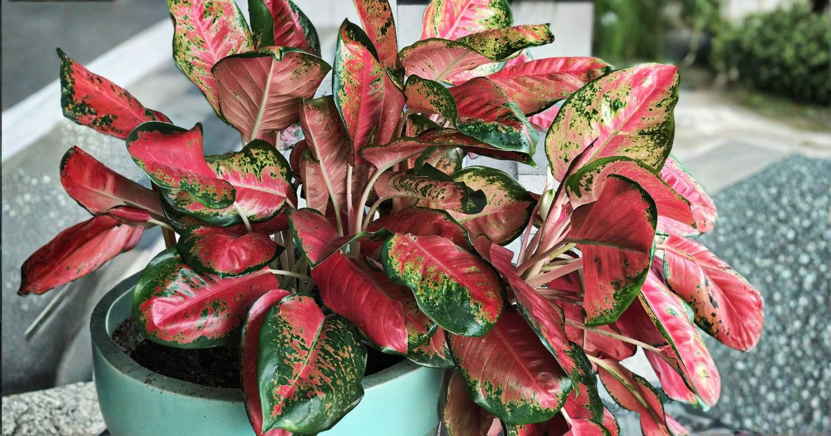 Aglaonema (Chinese Evergreen) plant India
