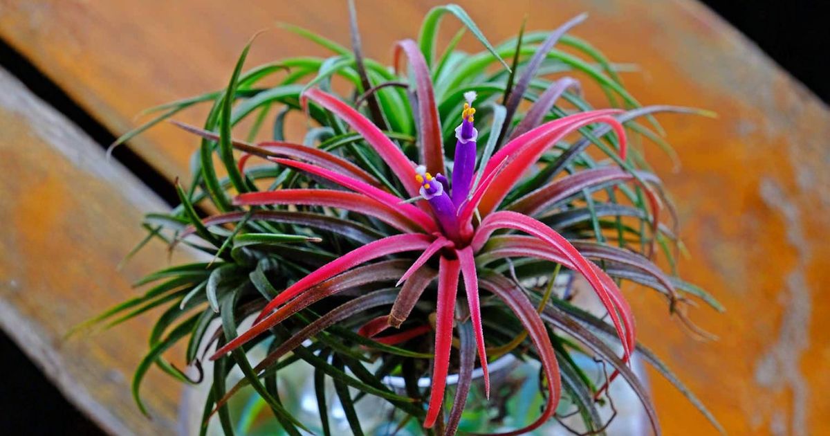 Air Plant (Tillandsia) plant India