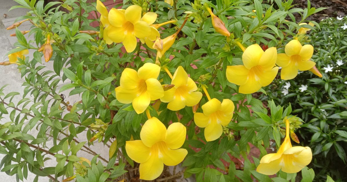 Allamanda (Golden Trumpet) plant India