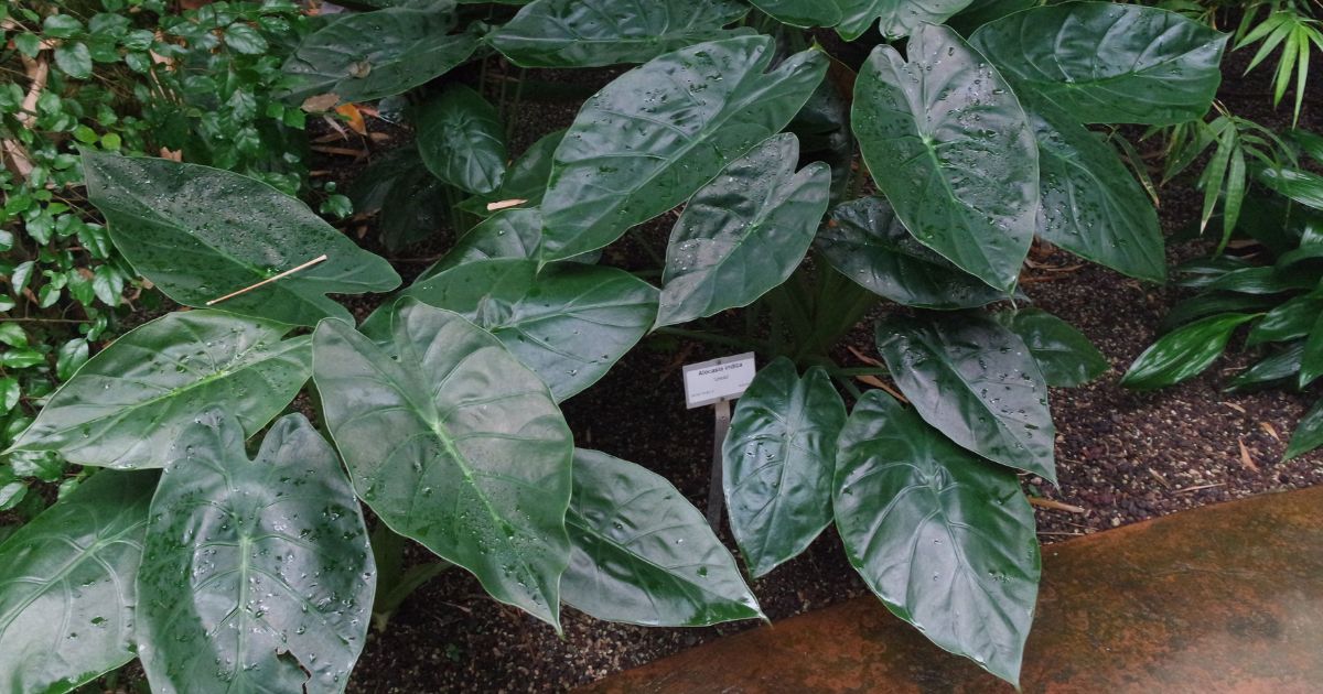 Alocasia plant India