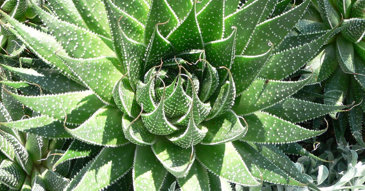 Aloe Aristata plant India