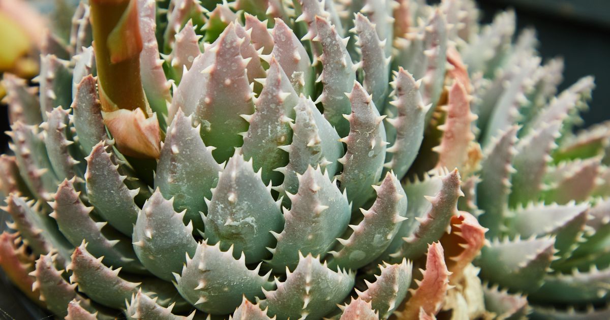 Aloe Brevifolia plant India