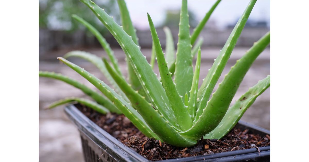 Aloe Vera plant India