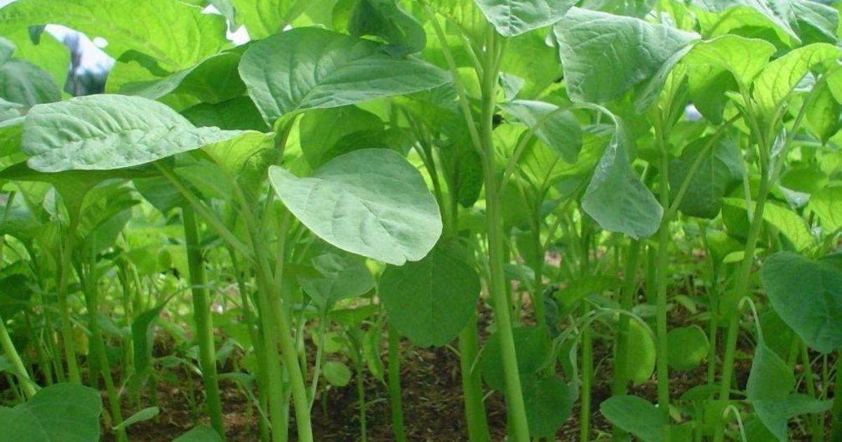 Amaranthus (Chaulai) plant India
