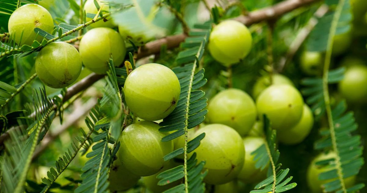 Amla (Indian Gooseberry) plant India