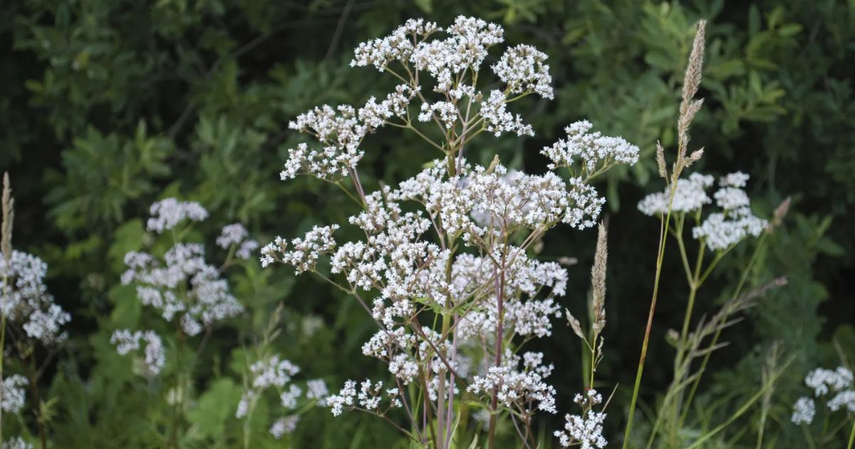 Anise plant India