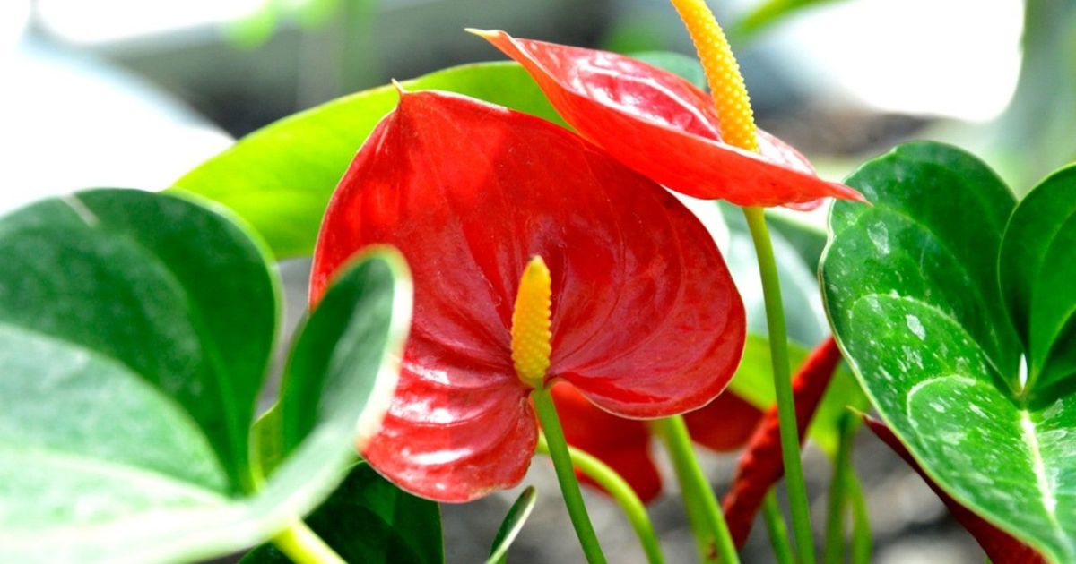 Anthurium plant India