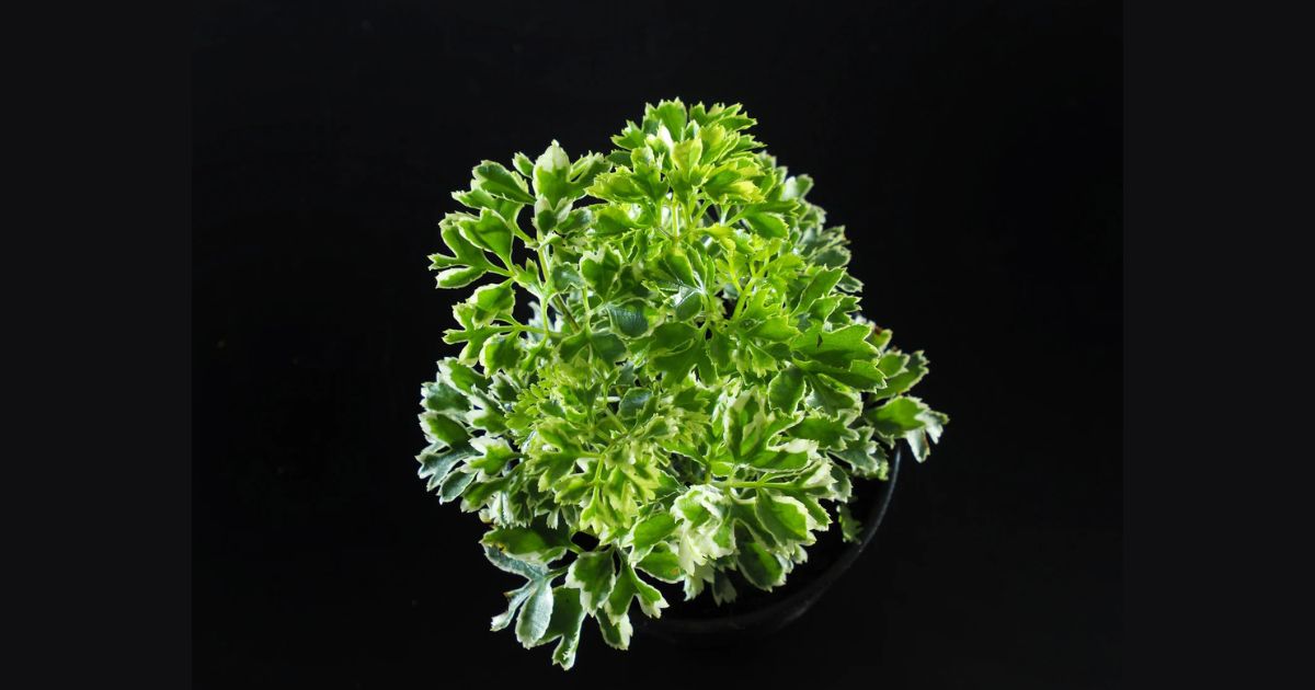 Aralia plant India