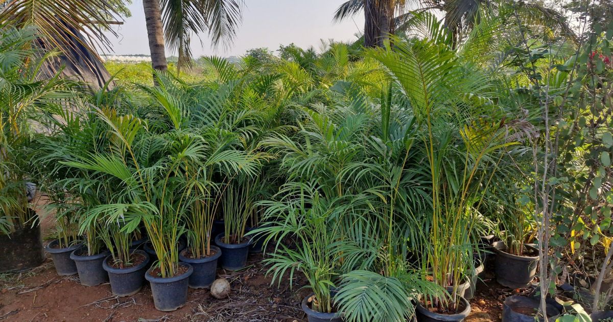 Areca Palm plant India
