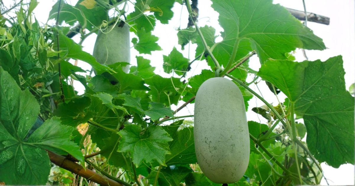 Ash Gourd (Petha) plant India