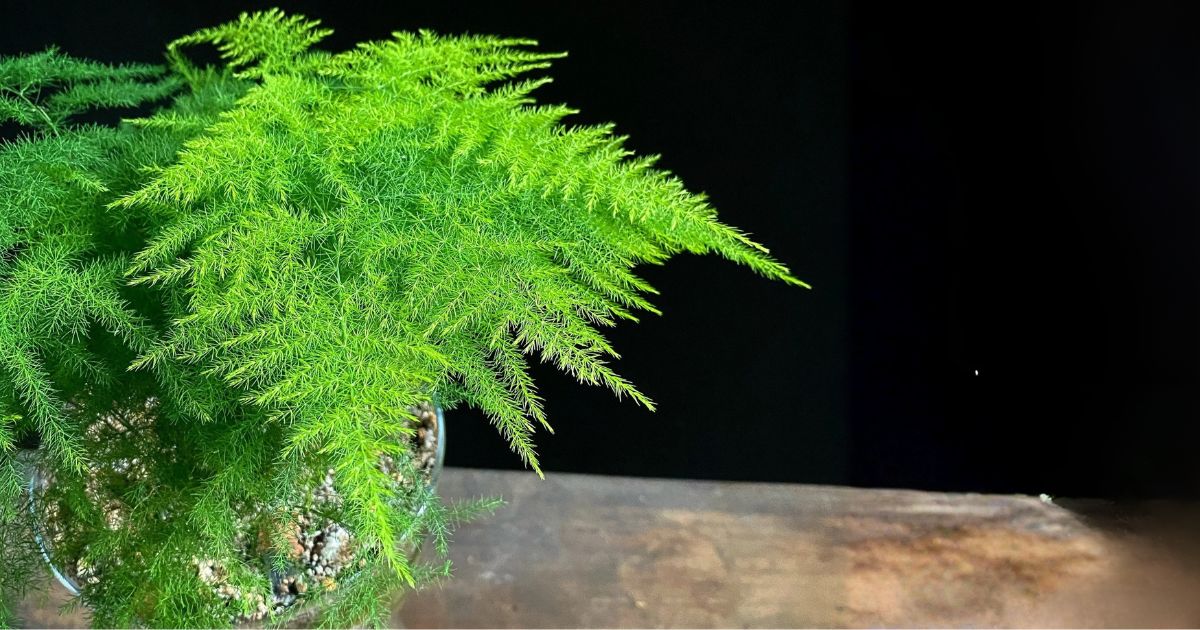 Asparagus Fern plant India