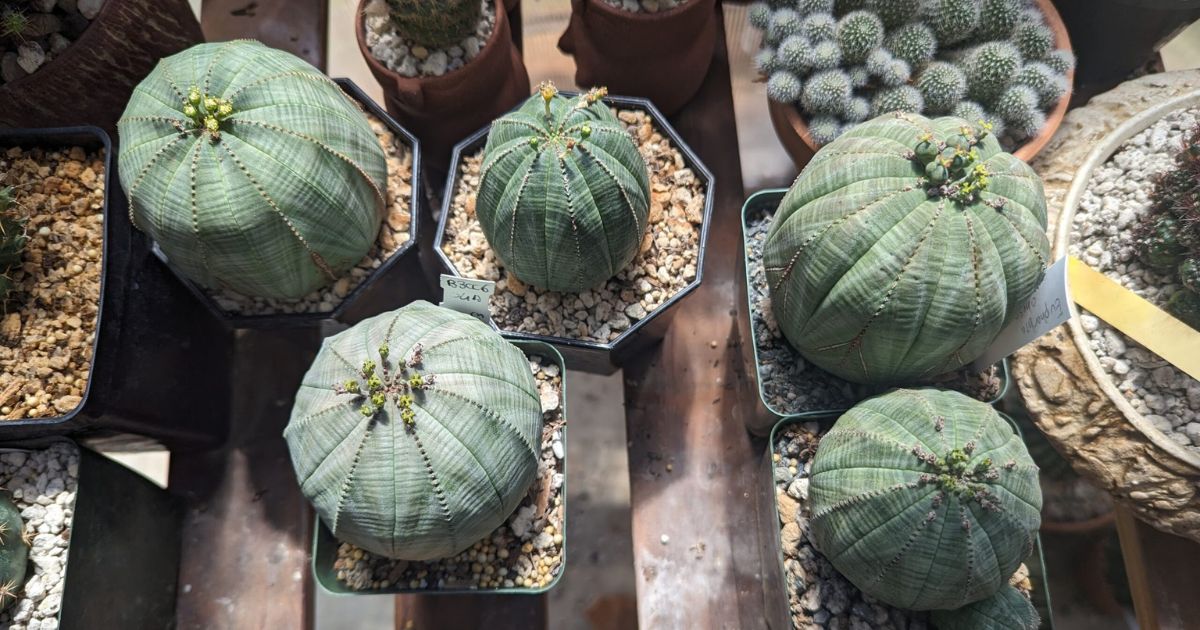 Baseball Plant plant India