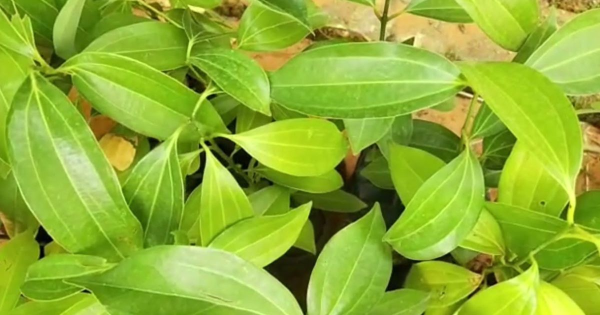 Bay Leaf (Tej Patta) plant India
