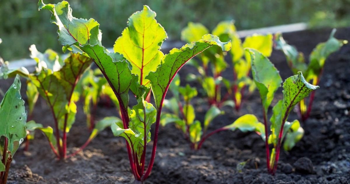 Beetroot plant India