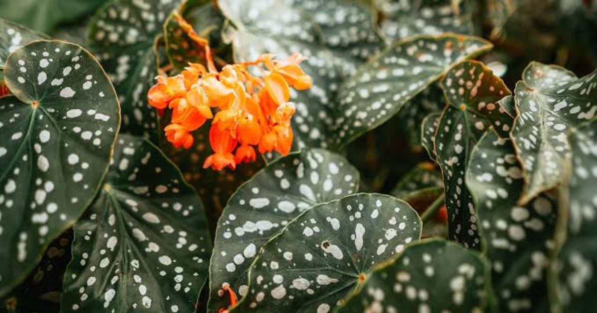 Begonia Maculata plant India