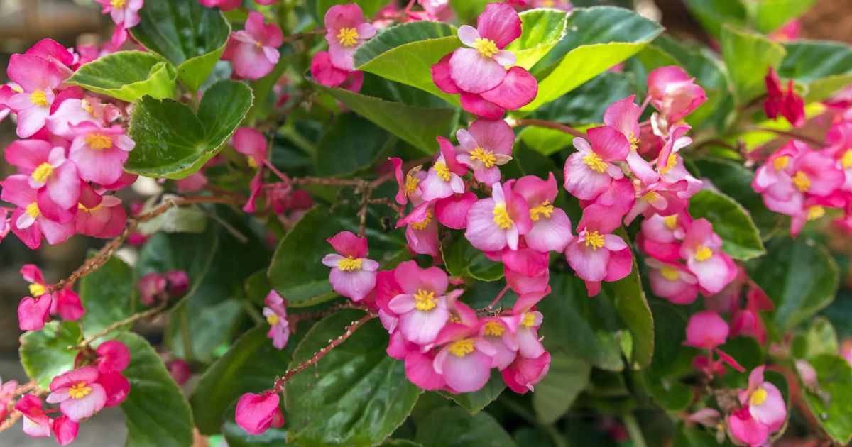 Begonia plant India