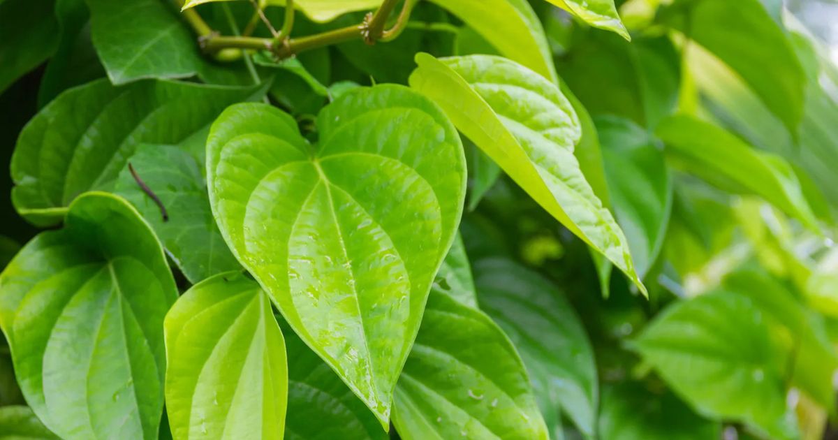 Betel Leaf (Paan) plant India