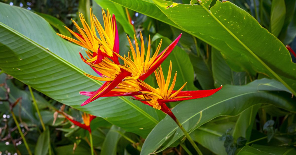 Bird of Paradise plant India