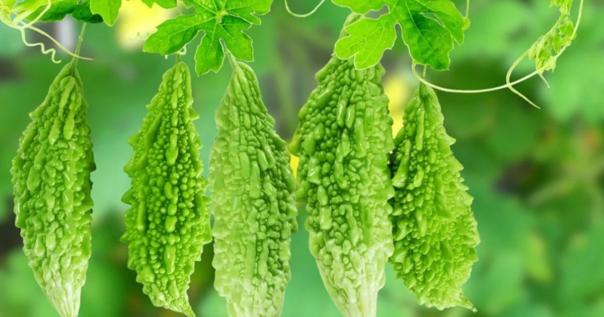 Bitter Gourd (Karela) plant India
