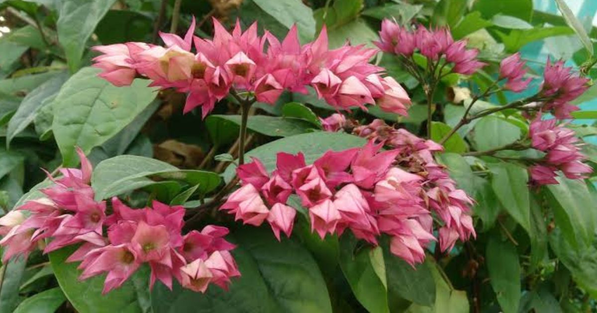 Bleeding Heart Vine plant India