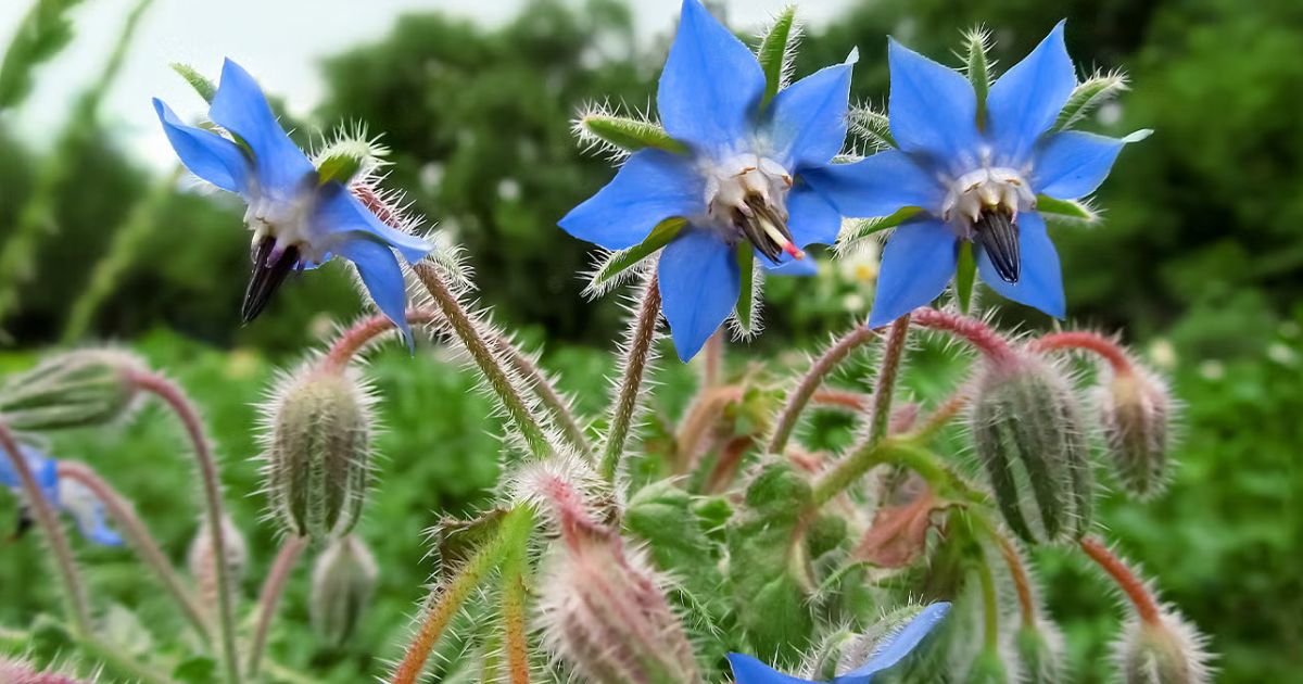 Borage plant India