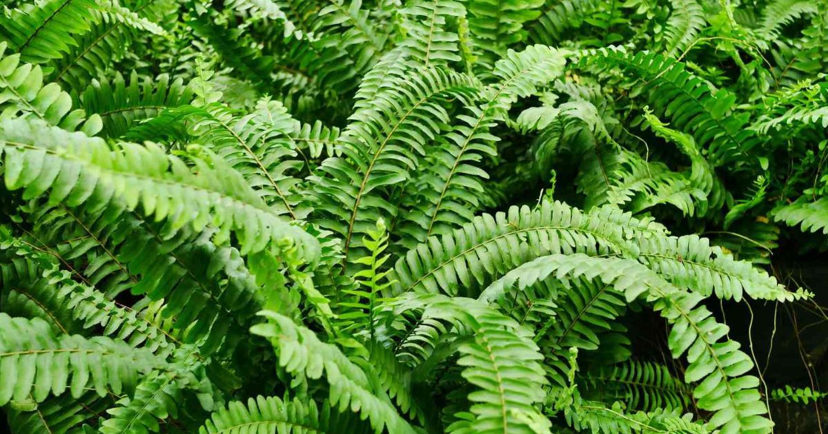 Boston Fern plant India