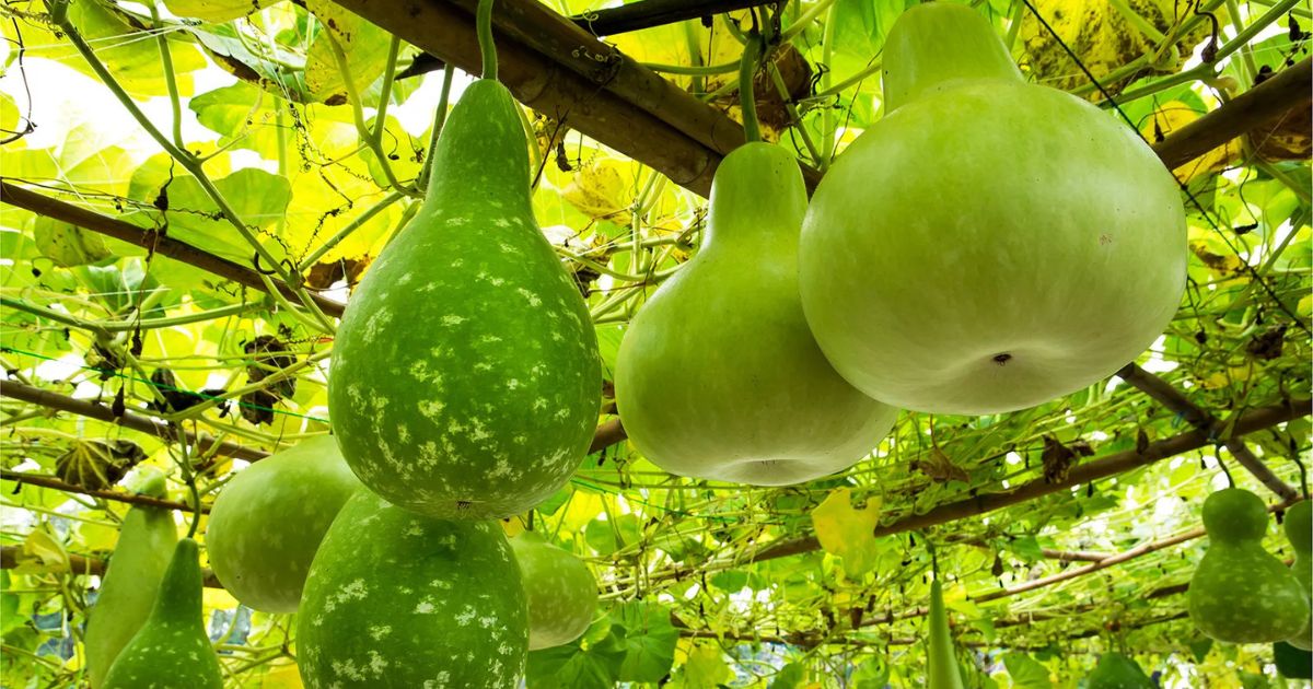 Bottle Gourd (Lauki) plant India
