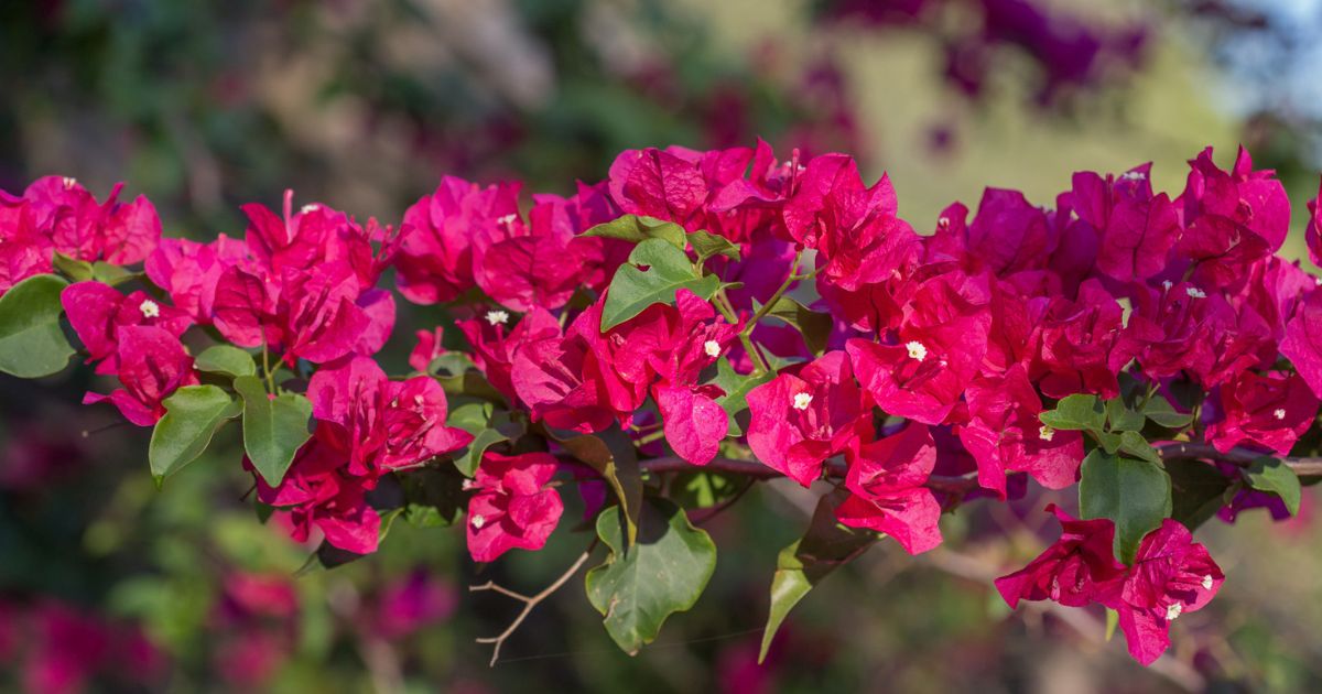 Bougainvillea plant India