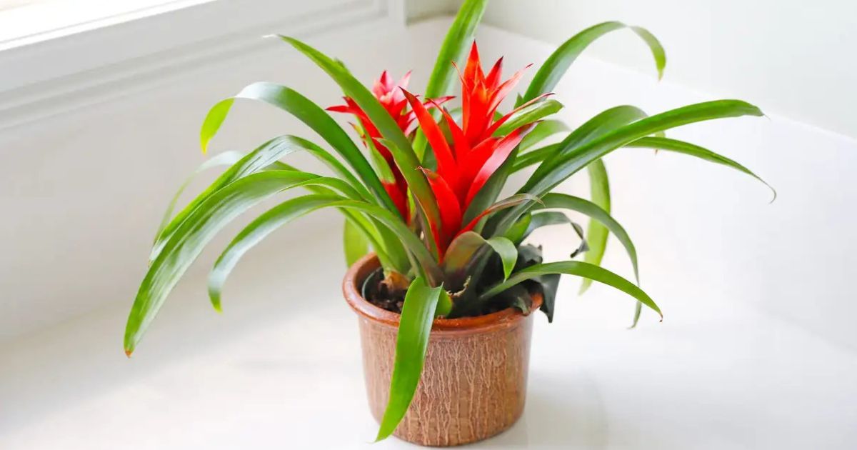 Bromeliad plant India